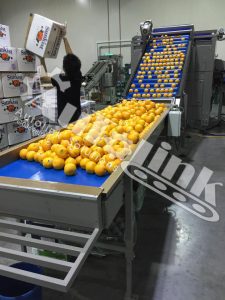 Fruite Packing Line-01